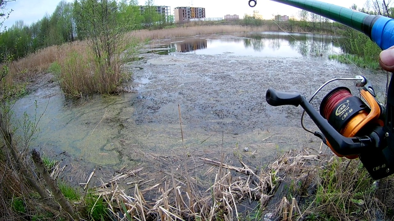 Ротан лат  Perccottus glenii