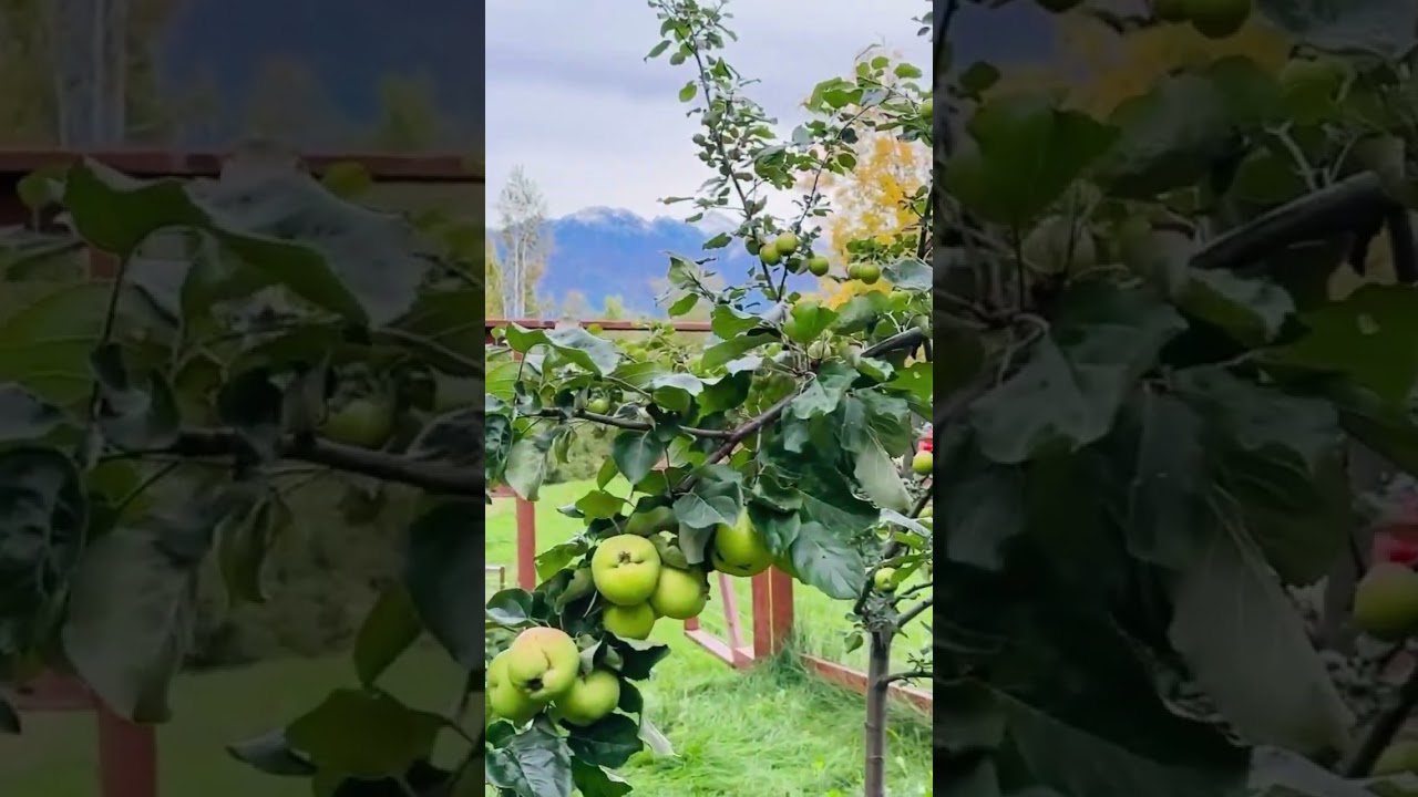 Watch These Cute Girls Pick Apples from an Apple Tree - It's So Much Fun! 