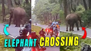 Elephant Safely Crosses a Road Causing a Traffic Delay