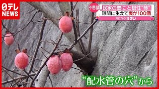 民家の壁から“ど根性”柿！ 隙間に生えて実が１００個　広島（2021年1月13日放送「news every.」より）