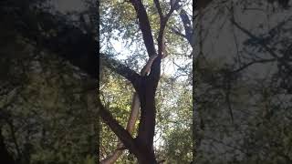 OMG!!! A Mamoth Python creeps up a tree in African bushes