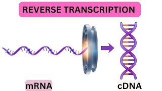 How to Make cDNA for Cloning | Step-by-Step Using Maxima H Minus Kit