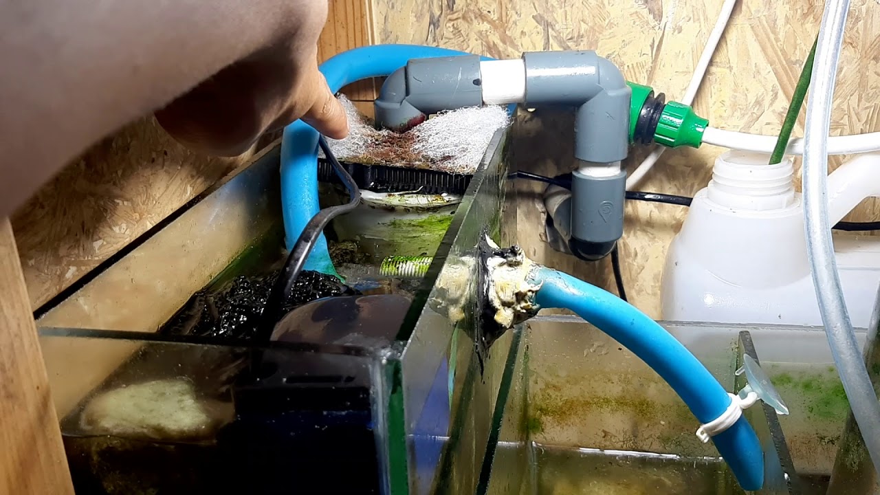 Filter sump yang baik untuk aquarium laut YouTube