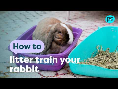 How to litter train your #rabbit | PET CIRCLE