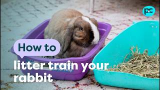 How to litter train your #rabbit | PET CIRCLE