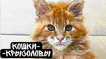 КАКИЕ КОШКИ ЛОВЯТ КРЫС. мифы и заблуждения / как найти кота-крысолова