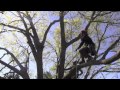 Large Tree Pruning