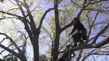 Large Tree Pruning