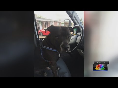 Service dog stolen from Army veterans