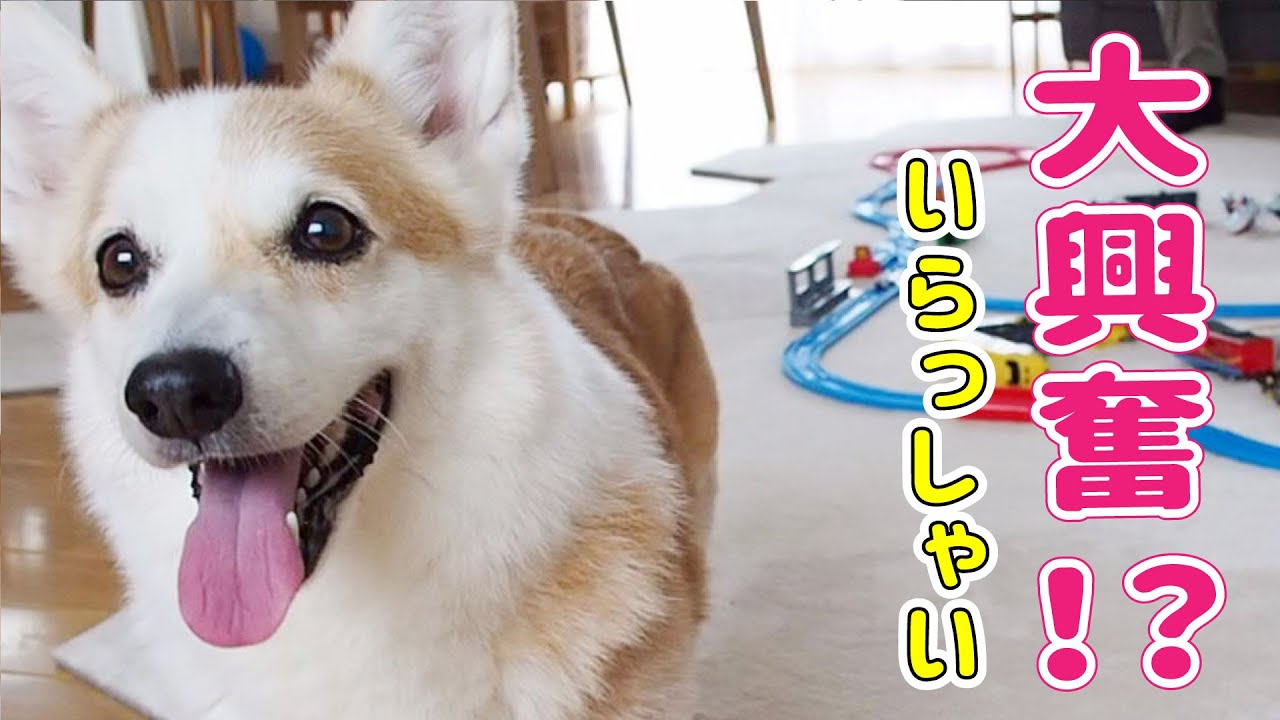 大好きなおじいちゃんおばあちゃんが来たよ！！【コーギー】 - YouTube