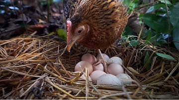 Beautiful Jungle fowl Hatching eggs  Full Video|| Wild Hen Egg hatching
