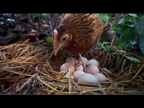 Beautiful Jungle fowl Hatching eggs Full Video Wild Hen Egg hatching