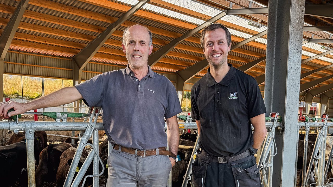 Holstein-suksessen i luftige katedralfjøs hos Knut Johan Singstad