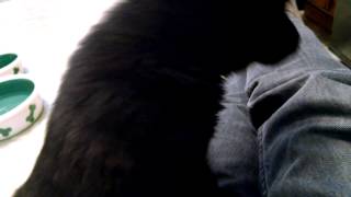 Mr. Bear the Schipperke Puppy - First day home by mrbear 218 views 9 years ago 1 minute, 15 seconds