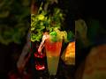 Mojito ✨ ye sirf ek drink nhi hai , ek strong feeling hai 🙌😍 @NumadicCapital07