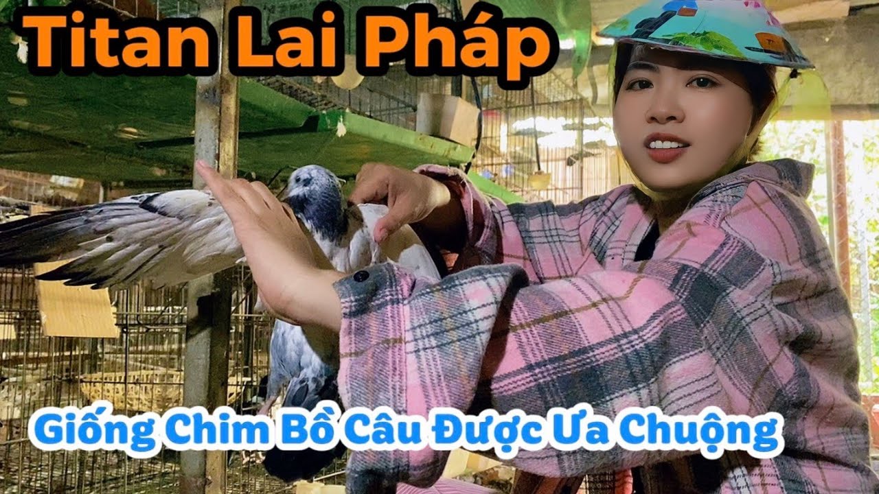 Bồ Câu Titan Lai Pháp – Giống Chim Được Ưa Chuộng Nhất Hiện Nay