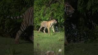 P141 Cubs Playing Around #pannanationalpark #panna #tiger #wildlife #natgeo #bigcat #reels