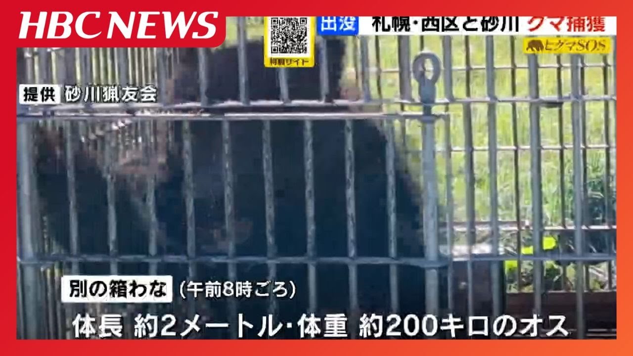 Brown bear extermination] A brown bear weighing approximately 200