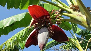 La Flor del Banano o Plátano Ayuda a Curar Problemas en el útero. ¡Descubre Como!