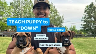 Teach Your Puppy to “Down” Fast and Easy using Successive Approximation & Tactile Pressure