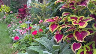 Annuals I'm 100% Planting Again Next Year!  And Ones I Won't!!