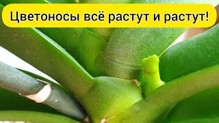 1 грамм 👌 и ОРХИДЕИ ЦВЕТУТ и растят второй ЦВЕТОНОС орхидеи // ПОЛИВ орхидеи для цветения