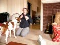 AMAZING Dog Tricks By Pan, the Brittany Spaniel の動画、YouTube動画。