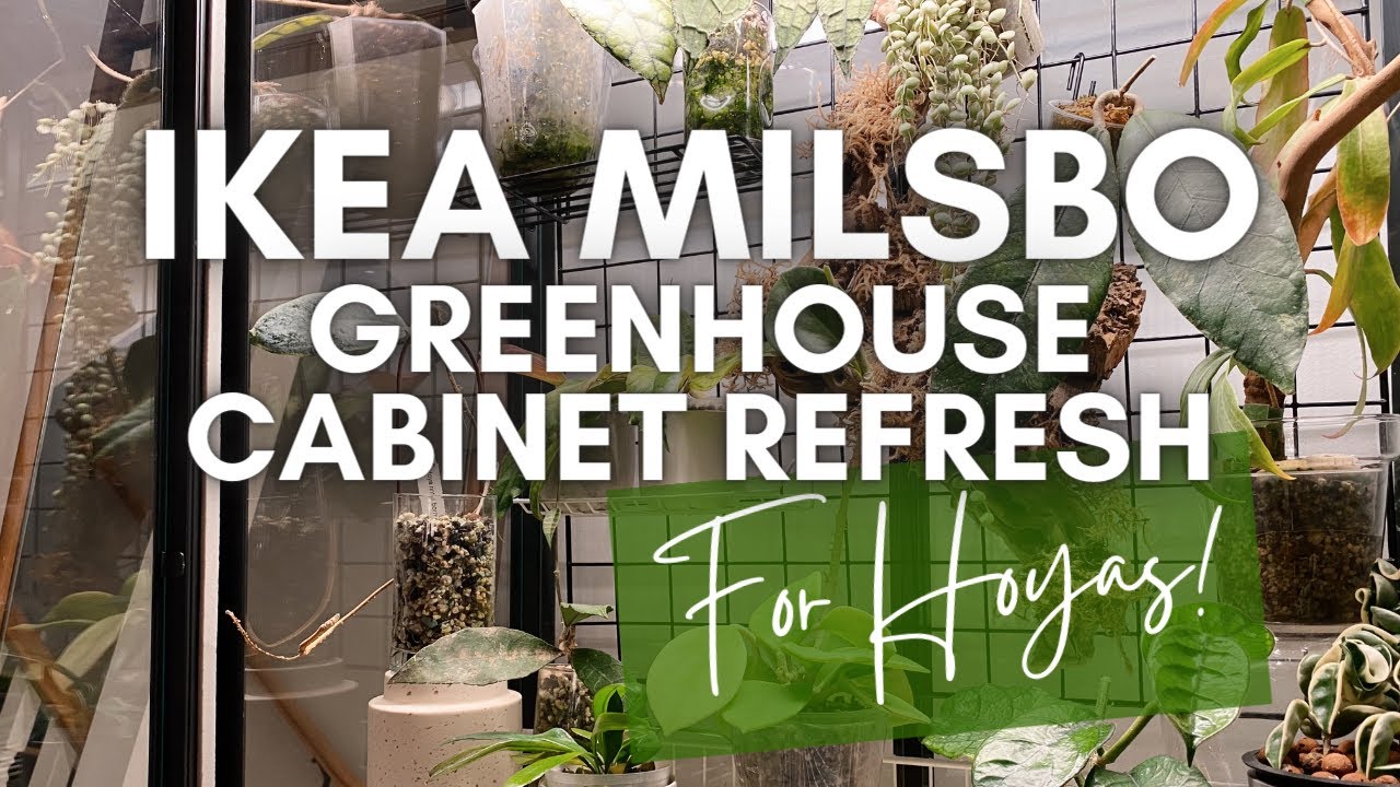 IKEA Milsbo cabinet tour & refresh / converting into a Hoya greenhouse 🌱
