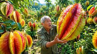 Harvesting Mysterious Giant Starfruit in a Secret Tropical Forest–I've Never Seen Anything Like This