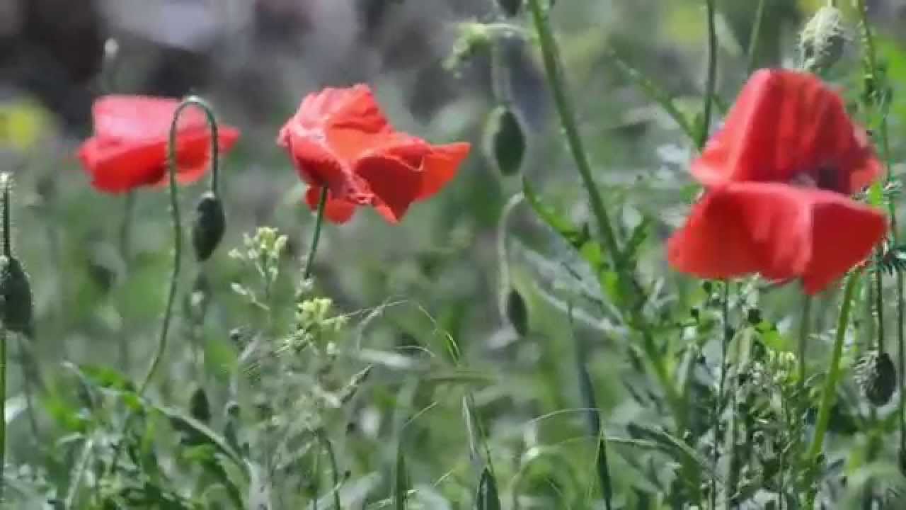 Цветы красное на волге Цветы красное на волге