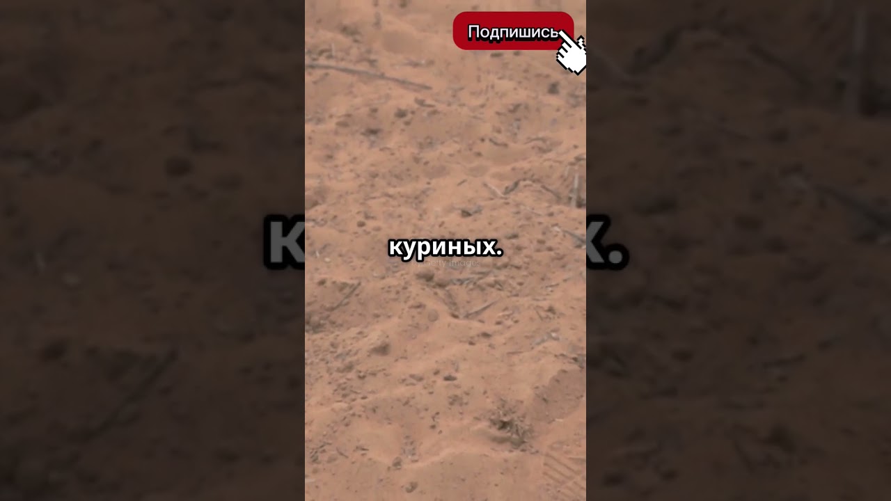 ЯЙЦО СТРАУСА | Сколько весит яйцо страуса #животные #факты