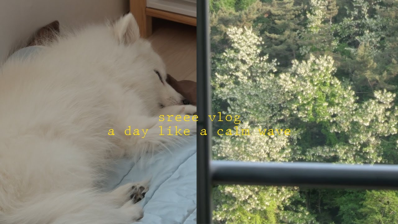 01 이사 후 집 적응일기.노견 두마리.청소하고 빨래하고 밥해먹고