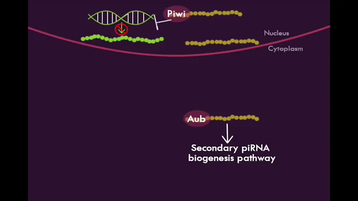 Piwi-interacting RNA (piRNA) Biogenesis Pathways