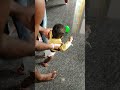 வீட்டுக்குள்ளயே football விளையாடறோம் 🤩#shortsfeed #cute #shorts #reallife #familyfun