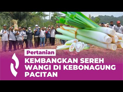 Mantap, Ada Pengembangan Tanaman Sereh Wangi di Kebonagung Pacitan