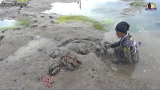 PANEN KEPITING DI DALAM LUBANG DENGAN TANGAN KOSONG