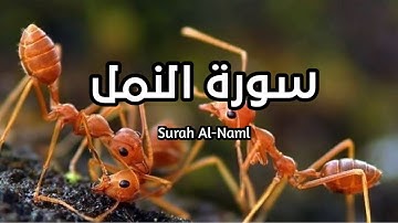سورة النمل كاملة Surah Al-Naml بصوت الشيخ ياسر الدوسري #النمل