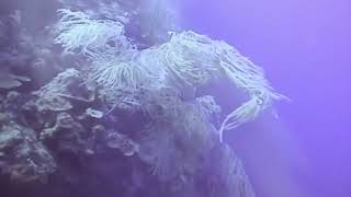 DEEP WALL  on  Croked island  Bahamas
