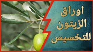 فوائد أوراق الزيتون للتخسيس