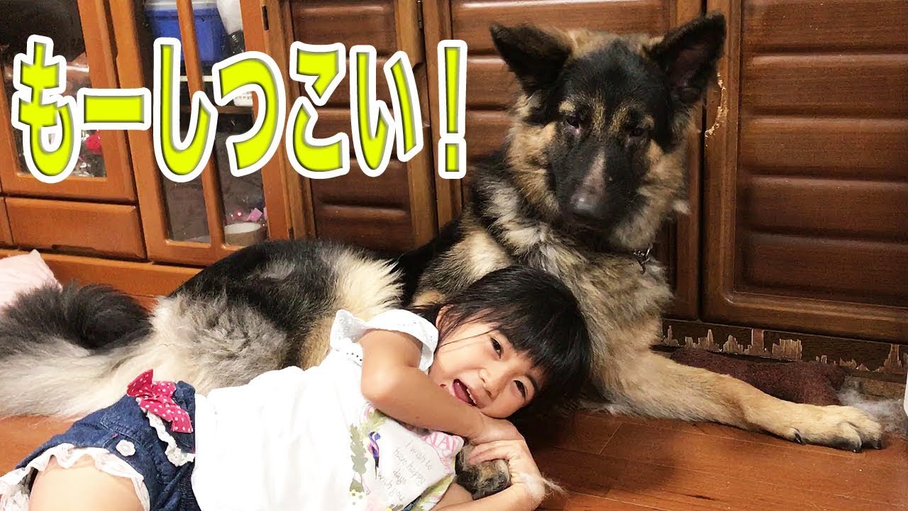 秋田犬 シェパード犬 しつこい子供の相手は大変 ハスキー犬 Youtube
