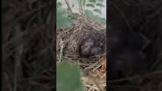 Baby birds 2