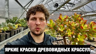 картинка: Яркие осенние краски древовидных Крассул Толстянок Crassula Jade