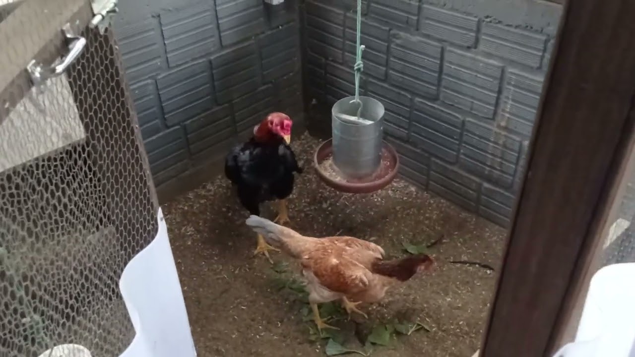 Algumas dicas pra vocês. Criatório Scariot.