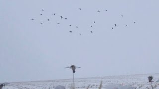 Duck Hunting in a Snow Storm (6 Man Limit)