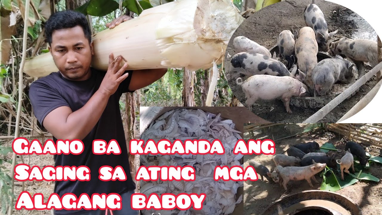 GAANO BA KAGANDA ANG SAGING  SA ATING MGA ALAGANG BABOY