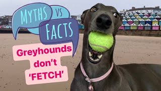 GREYHOUNDS can they be taught to fetch a ball? Fairy chases a ball running at 40mph on the beach!