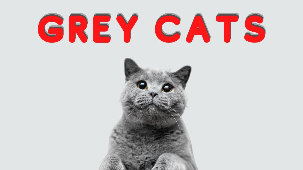 3 Great Facts About Gray Cats! YouTube
