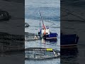 Should salmon farming be our future? #shorts