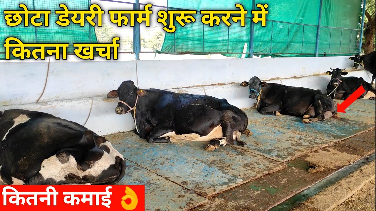 छोटा डेयरी फार्म शुरू करने में कितना खर्चा और कमाई| start a dairy farm