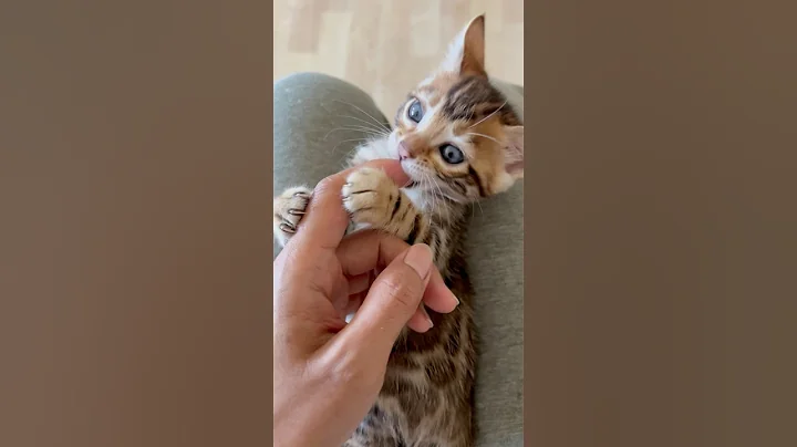 Watch the video about This sweet lil naughty Munchkin 🥰😘😍 #bengalcat #bengals